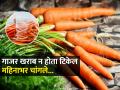 हिवाळ्यात मिळणारे लालचुटुक,रसरशीत गोड गाजर स्टोअर करण्याची नवी युक्ती, खराब न होता महिनाभर राहतील चांगले... - Marathi News | How to Store Carrots So They Last for Months How to Store Carrots So They Stay Crunchy best way to store fresh carrots | Latest sakhi News at Lokmat.com