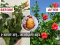 जास्वंदाच्या झाडाला येतील भरपूर फुलं; फक्त बटाट्याचा करा 'असा' वापर; रोप वाढेल जोमानं - Marathi News | Hibiscus Tree: Facts, Growing Conditions & Care | Latest sakhi News at Lokmat.com