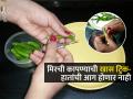 मिरची कापण्याची सोपी टेक्निक, व्हायरल होतेय व्हिडिओ-हातांची आग होणार नाही, पाहा भारी युक्ती - Marathi News | Tips And Tricks Smart Ninja Technique Of Cutting Chillies Is Going Viral On Social Media | Latest sakhi News at Lokmat.com
