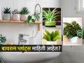 बाथरुममध्ये कुबट- दमट वाटतं? 'ही' रोपं बाथरुमच्या कोपऱ्यात ठेवा, कोंदटपणा कमी होऊन फ्रेश वाटेल - Marathi News | best plants for bathroom decor, plants that helps to absorb moisture in bathroom and keep it fresh | Latest sakhi Photos at Lokmat.com
