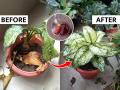 सुकून गेलेल्या रोपालाही फुटतील नवी पाने, किचनमधले २ पदार्थ वापरा- काही दिवसांतच रोप होईल हिरवेगार - Marathi News | How to save a dying plant? best trick to save dying plant, gardening tips for plant growth | Latest sakhi Photos at Lokmat.com