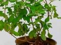 हिवाळ्यात तुळस सुकते-पानं गळतात? ४ टिप्स, कायम बहरलेली राहील घरातली तुळस, हिरवीगार दिसेल - Marathi News | Tips And Tricks Your Basil Plant Grow in Winter Season : Basil Plant Growing Tips Gardening Tips | Latest sakhi News at Lokmat.com