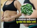 वजन कमी होत नाही-डाएटही जमत नाही? २ रुपयांच्या कढीपत्त्याचा खास उपाय, भराभर चरबी घटेल - Marathi News | Curry Leaves Are Very beneficial In Reducing Obesity Know How To Use Then To lose Weight | Latest sakhi News at Lokmat.com
