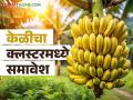 Jalgaon Banana : तामिळनाडूनंतर जळगावच्या केळीचा क्लस्टरमध्ये समावेश, वाचा सविस्तर  - Marathi News | Latest News Jalgaon Banana After Tamil Nadu, Jalgaon's banana is included in cluster, read in detail | Latest agriculture News at Lokmat.com