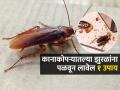 रात्री घरात बारीक झुरळं खूप फिरतात? १ सोपा उपाय, कानाकोपऱ्यात लपलेल्या झुरळांचा बंदोबस्त - Marathi News | How To Ged Rid Of Cockroaches From Home : Effective Ways To Get Cockroaches | Latest sakhi News at Lokmat.com