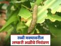 Maka Crop Management : रब्बी मक्यावरील लष्करी अळीच्या नियंत्रणासाठी हे कराच, वाचा सविस्तर  - Marathi News | Latest News Maka Crop Management Do this to control armyworm on Rabi maize, read in detail | Latest agriculture News at Lokmat.com