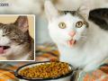 वास घेतल्यानंतर मांजरी विचित्र चेहरा का करतात? - Marathi News | Why do cats make weird faces after smelling? | Latest nagpur News at Lokmat.com