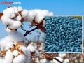 राज्याला खरीप हंगामात कपाशीचे दोन कोटी पॅकेट्स लागणार - Marathi News | The state will need two crore packets of cotton during the Kharif season. | Latest yavatmal News at Lokmat.com