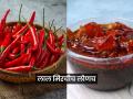 वर्षभर टिकणारं लाल मिरचीचे लोणचं, कमीत कमी तेलात करा झणझणीत लोणचं, पारंपरिक रेसिपी - Marathi News | how to make red chili pickle make spicy pickles with minimal oil, traditional recipe | Latest sakhi News at Lokmat.com