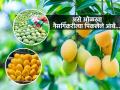 गुढीपाडव्यानिमित्त आंब्याची पहिली पेटी आणली? पण आंबे नैसर्गिकरित्या पिकवले की नाही - कसे ओळखाल... - Marathi News | How to identify if the mango is naturally or artificially ripened This is how you can identify artificially ripened mangoes | Latest sakhi Photos at Lokmat.com