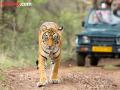 आता जंगल सफारी करण्यासाठी करू शकता ऑनलाईन बुकिंग.. - Marathi News | Now you can book jungle safaris online. | Latest bhandara News at Lokmat.com