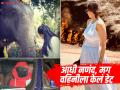 एकाच घरातील दोन मुलींच्या प्रेमात होता 'हा' अभिनेता, आता एकाकी पडला! - Marathi News | Arjun Kapoor Relationship With Actress Malaika Arora And Arpita Khan Now Single | Latest filmy Photos at Lokmat.com