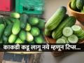 काकडी कडू आणि विषारी तर नाही? तपासा ५ गोष्टी झटपट, चिरताना ‘अशी’ घ्या काळजी... - Marathi News | How To Remove Bitterness From Cucumbers How To Remove Bitterness From Cucumbers | Latest sakhi News at Lokmat.com