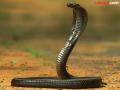 तापमान वाढले, साप दिसला तर तुम्ही काय कराल? - Marathi News | What would you do if the temperature rose and you saw a snake? | Latest gadchiroli News at Lokmat.com