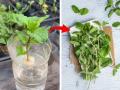 ना मातीची गरज ना कुंडीची! रिकाम्या बाटलीत पुदिना लावण्याची भन्नाट ट्रिक, ताजा सुगंधी पुदिना मिळेल! - Marathi News | most simple method for growing pudina or mint plant, gardening tips and tricks for pudina plant, how to grow pudina plant without soil and pot | Latest sakhi News at Lokmat.com