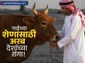 गाईच्या शेणात असं काय खास आहे? जे खरेदी करण्यासाठी अरब देशांनी लावल्या रांगा - Marathi News | india cow dung export boom from waste to wealth in global agriculture | Latest business Photos at Lokmat.com
