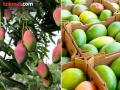 आंबा पिकाला शासनाचे अनुदान; फळबाग लागवडीतून शेतकऱ्यांना नफा - Marathi News | Government subsidy for mango cultivation; Farmers benefit from orchard cultivation | Latest chandrapur News at Lokmat.com