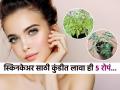 घराची शोभाच नाही तर चेहऱ्याचेही सौंदर्य खुलवणारी ५ रोपं! घरासोबतच चेहऱ्यावरही येईल तेज... - Marathi News | 5 Plants That Are Good For Your Skin, Hair Top 5 plants for skin & hair the best ways to use them | Latest sakhi Photos at Lokmat.com
