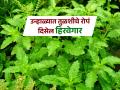 उन्हामुळे तुळशीचे रोप सुकले, कोमेजून गेले? ८ टिप्स -उन्हाळ्यातही तुळशीचे रोप राहील हिरवेगार... - Marathi News | 8 tips to maintain Tulsi plant in summers How to care of tulsi plant in summer Tulsi Green & Healthy Plants Maintain in Summer Season | Latest sakhi Photos at Lokmat.com