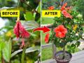 Hibiscus Plant Care : जास्वंदीला फुलंच येत नाहीत? ४ उपाय, लालचुटूक फुलांनी बहरेल जास्वंदीचं रोप १० दिवसात - Marathi News | Hibiscus not flowering? 4 solutions, Hibiscus plant will bloom with gorgeous flowers in 10 days | Latest sakhi News at Lokmat.com