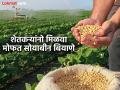 सोयाबीन बियाणे १०० टक्के अनुदानावर मोफत उपलब्ध; शेतकऱ्यांनो असा घेता येणार लाभ - Marathi News | Soybean seeds are available free of cost at 100 percent subsidy; Farmers can avail these benefits | Latest vardha News at Lokmat.com
