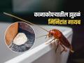 घराच्या कानाकोपऱ्यातील झुरळांमुळे हैराण? करा १ घरगुती उपाय, झुरळं घरात फिरकणार देखील नाहीत... - Marathi News | How To Get Rid Of Cockroaches Using Naphthalene Balls White Dambar Goli Natural Ways to Get Rid of Cockroaches Permanently Effective Ways to Get Rid of Cockroaches | Latest sakhi News at Lokmat.com