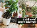 येता- जाता कुंडीतल्या मातीत 'हे' पदार्थ टाका! रोपांना आपोआप खत मिळून भराभर वाढतील.. - Marathi News | best home made fertilizers for plants, gardening tips for lazy gardener, how to boost plant growth | Latest sakhi Photos at Lokmat.com