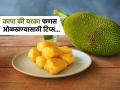 फणस कापा की बरका? ओळखण्यासाठी फक्त ६ टिप्स, अंदाज चुकणार नाही! गरे खा पोटभर... - Marathi News | How to identify 'kapa' jackfruit and 'barka' jackfruit This is the difference between barka and Kapa jackfruit kapa' jackfruit and 'barka' jackfruit Just 6 tips to identify it | Latest sakhi Photos at Lokmat.com