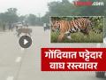 गोंदियात भरदुपारी वाघाचे दर्शन! साकरीटोला-अंजोरा मार्गावर खळबळ - Marathi News | Tiger sighted in Gondia at noon! Villagers in danger on Sakritola-Anjora road | Latest gondia News at Lokmat.com