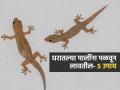 भिंतींवर सतत पाली फिरतात? १ चमचा मिठाचा १ उपाय, पेस्ट कंट्रोल न करता पाली गायब - Marathi News | 5 Effective ways To Get Rid Of Lizards : How To Get Rid Of Lizards At Home | Latest sakhi Photos at Lokmat.com
