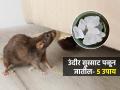 घरात उंदीर? खिडकी-दरवाज्यात हे पदार्थ ठेवा, उंदीर लगेच गायब होतील - Marathi News | How To Get Rid Of Mice At Home : How Remedies To Remove Mice Fastest Way To Get Rid Of Mice | Latest sakhi News at Lokmat.com