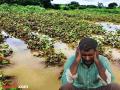 Vidarbha Flood: सहा लाख हेक्टरवरील पिकं अतिवृष्टीमुळे पाण्यात; ऑगस्टच्या पावसाने शेतकरी उद्ध्वस्त - Marathi News | Vidarbha Flood: Crops on six lakh hectares submerged due to heavy rains; Farmers devastated by August rains | Latest amravati News at Lokmat.com