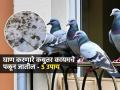 बाल्कनीत विष्ठेचा वास येतो-कबुतरांचा उच्छाद? ५ उपाय, एकही कबुतर घाण करणार नाही - Marathi News | How To Remove Pigeons From Balcony : 5 Methods To Remove Pigeons From Your Roof | Latest sakhi Photos at Lokmat.com