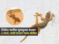 घरात पालीच्या पिल्लांचा सुळसुळाट? घराच्या कोपऱ्यात ५ पदार्थ ठेवा, न मरता पाली जातील घराबाहेर - Marathi News | How To Get Rid of Lizard At Home : 5 Natural Home Remedies To Remove Lizard From House | Latest sakhi Photos at Lokmat.com
