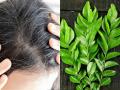 डोक्यावर पांढरे केस चमकतात? ५ रूपयांचा कढीपत्ता 'या' पद्धतीनं लावा; काळेभोर होतील केस - Marathi News | Use Curry Leaves to Get Black Hairs Naturally : Use Curry Leaves To Get Rid Of Grey Hairs | Latest sakhi News at Lokmat.com