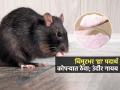घरात उंदीर शिरतात? चिमूटभर 'ही' पांढरी पावडर खिडक्या, दरवाज्यांजवळ ठेवा; गायब होतील उंदीर - Marathi News | How to Get Rid of Mice at Home : How To Get Rid Of Mice According To Experts | Latest sakhi News at Lokmat.com