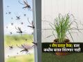 संध्याकाळ होताच घरभर डासांचा उच्छाद? 'हे' १ छोटंसं रोप घरात ठेवा, डास घरात शिरणार नाहीत - Marathi News | Gardening Experts Secret Tricks To Grow Lemongrass Plants For Keep Mosquito Away From House Naturally | Latest sakhi News at Lokmat.com