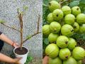 छोट्याशा कुंडीत लावलेल्या पेरुच्या झाडालाही येतील भरपूर पेरु, खर्च २० रुपये-पेरु खा मनसोक्त - Marathi News | How To Grow Guava Plant In Pot At Home : How To Grow Guava Fruit In Pot in Just 20 Rupees | Latest sakhi News at Lokmat.com