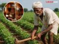 "त्या २४८ शेतकऱ्यांना तीन महिन्यांत कर्जमाफी द्या", उच्च न्यायालयाने राज्य सरकारला झापले, आदेश काय? - Marathi News | "Give loan waiver to those 248 farmers within three months", the High Court slapped the state government, what is the order? | Latest nagpur News at Lokmat.com
