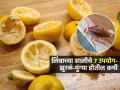 Lemon Peel Uses : लिंबू पिळून साली कचऱ्यात टाकणं विसरा; घरातली ७ कामं झटपट होतील-झुरळं,मुंग्या होतील दूर - Marathi News | 7 Ways To Use Lemon Peel At Home : Home Hacks Uses Of Lemon Peel | Latest sakhi Photos at Lokmat.com