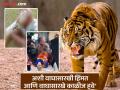 Tiger Attack: समोर मृत्यू आला पण त्यांनी संघर्ष निवडला; गुराख्याने परतवला वाघ आणि बछड्यांचा हल्ला - Marathi News | Death came in front of them but they chose to fight; The cowherd repelled the attack of the tiger and the calves | Latest gadchiroli News at Lokmat.com