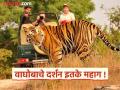 ताडोबात वाघांच्या दर्शनासाठी मोजावे लागणार तब्बल १२ हजार ६०० रूपये ! शुल्क कमी करण्याचा वनमंत्र्यांना इशारा - Marathi News | You will have to pay a whopping Rs 12,600 to see tigers in Tadoba! Forest Minister warned to reduce the fee | Latest chandrapur News at Lokmat.com