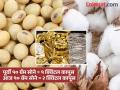 असं का? दहा वर्षांपूर्वी १० ग्रॅम सोन्याचे व एक क्विंटल कापसाचे भाव होते सारखेच, आज मोजावा लागतो दुप्पट कापूस - Marathi News | Why is that? Ten years ago, the price of 10 grams of gold and one quintal of cotton were the same, today cotton costs twice as much. | Latest vardha News at Lokmat.com
