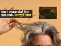 Grey Hair Remedies : केस पिकलेत? मेंहेदी- डाय लावणं विसरा! पाहा घरगुती तेल, ७ दिवसात केस काळे - Marathi News | Grey Hairs Remedies : Doctor Saleem Zaidi Ayurvedic Oil Which Make White Hairs Black From Roots | Latest sakhi News at Lokmat.com