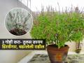हिवाळ्यात तुळस सुकू नये म्हणून ३ गोष्टी करा; हिरवीगार बहरेल तुळस, ना पानं पिवळी होणार - Marathi News | Do 3 things to prevent basil from drying out in winter; basil will remain green and blooming | Latest sakhi News at Lokmat.com