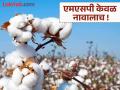 एमएसपी केवळ नावालाच ! सीसीआयची ९५% कापूस खरेदी कमी दरात - Marathi News | MSP in name only! CCI purchases 95% of its cotton at a lower price | Latest nagpur News at Lokmat.com