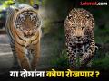 राज्यातील २५ जिल्ह्यांमध्ये वाघ व बिबट्यांची दहशत; बिबट्यांच्या मुक्त संचारामागे कारणे काय? - Marathi News | Terror of tigers and leopards in 25 districts of the state; What to do about the free movement of leopards? | Latest maharashtra News at Lokmat.com