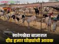 सारंगखेडा यात्रोत्सवाच्या प्रारंभीच यंदा घोडे बाजारात मोठी उलाढाल - Marathi News | Big turnover at the horse market this year at the start of the Sarangkheda Yatrotsav | Latest agriculture News at Lokmat.com