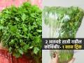कोथिंबीर २ दिवसांत पिवळी पडते-पान सडतात? १ ट्रिक, २ आठवडे ताजी-हिरवीगार राहील - Marathi News | Easy Way To Store Coriander At Home : How To Store Coriander At Home For Long Time | Latest sakhi News at Lokmat.com