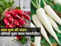 थंडीत मुळा खावा पण लाल की पांढरा-कोणता मुळा खाल्ल्यानं शरीराला फायदा होतो? - Marathi News | Red Raddish Vs White Raddish Which Is Healthier For You | Latest sakhi News at Lokmat.com